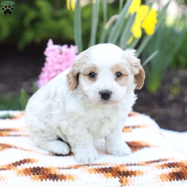 Dusty, Cavachon Puppy